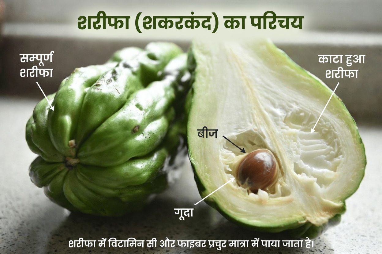 समग्र स्वास्थ्य लक्ष्यों को समर्थन देने के लिए अपने दैनिक आहार में चायोटे स्क्वैश को शामिल करने के व्यावहारिक तरीके