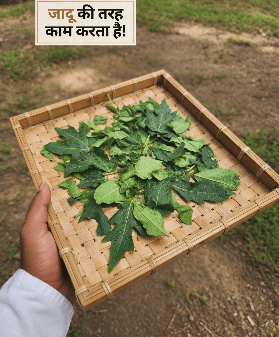 बालों के लिए पपीते की पत्तियाँ: इस लोकप्रिय प्राकृतिक उपाय के बारे में आपको क्या जानना चाहिए