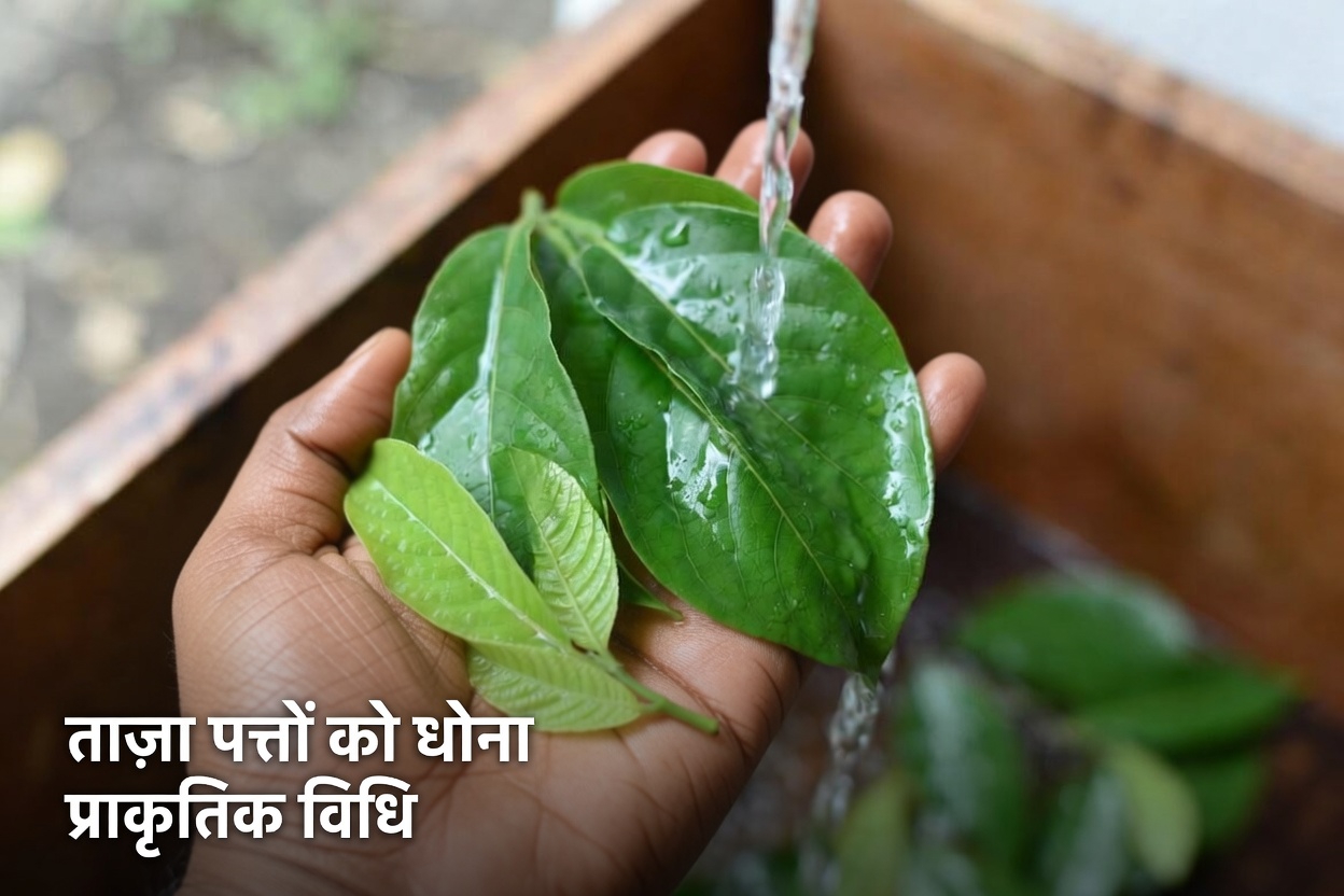 रोज़मर्रा की आँखों की सेहत के लिए अमरूद के पत्तों और फल की पड़ताल