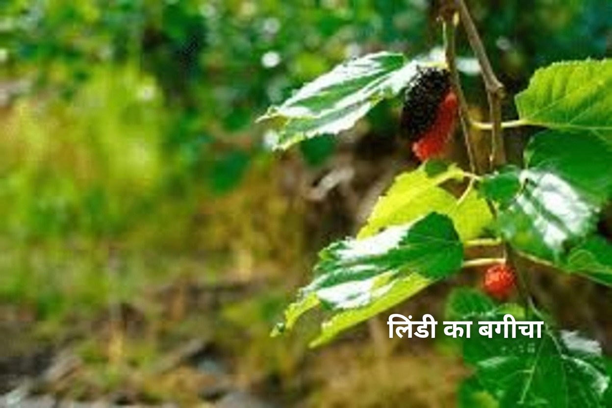 शहतूत की पत्ती की चाय के साथ सुबह की एक सरल आदत, जिसे एशिया में कई लोग पीढ़ियों से अपनाते आ रहे हैं