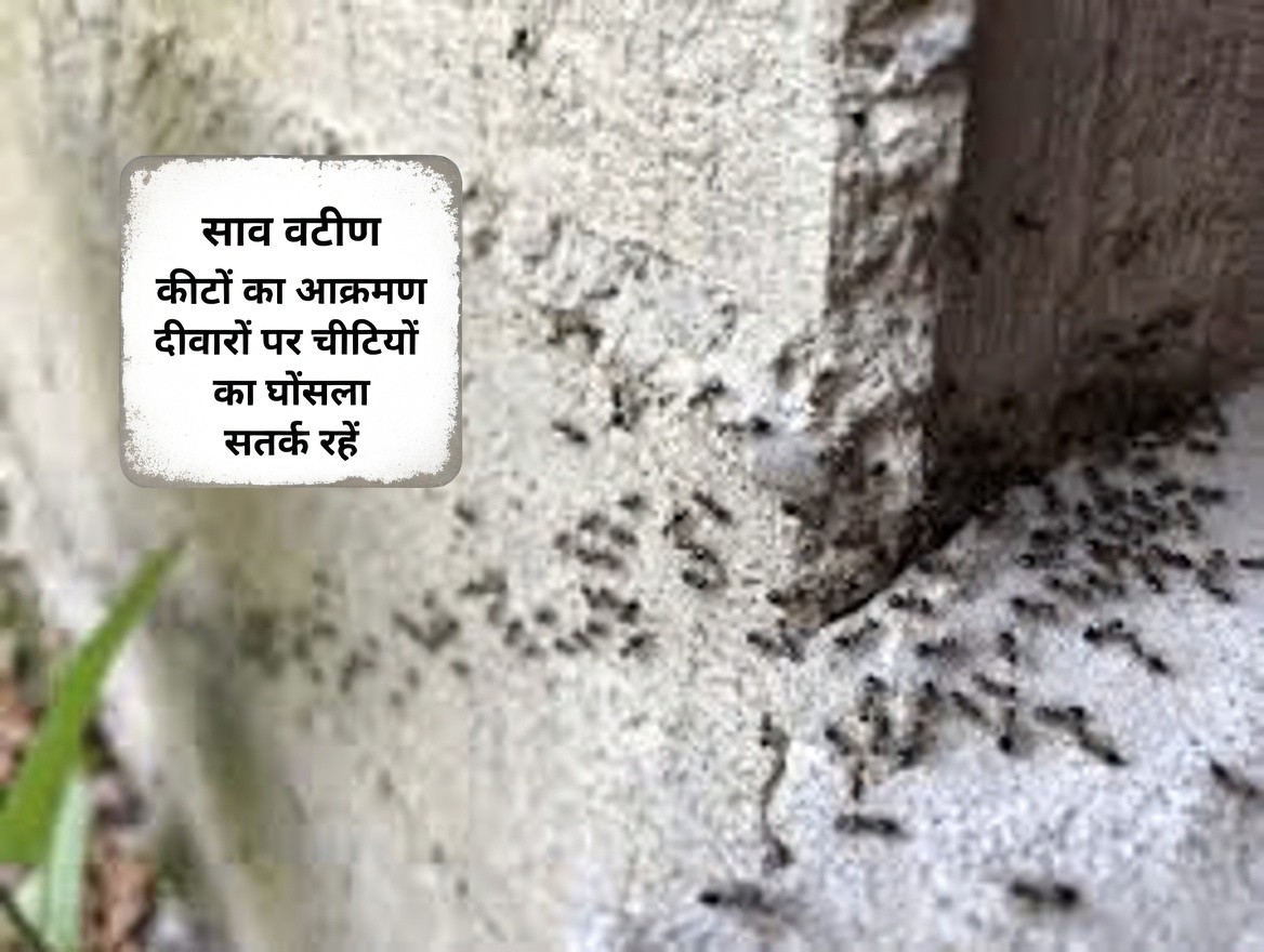 कीट आपके घर में बार-बार क्यों लौट आते हैं