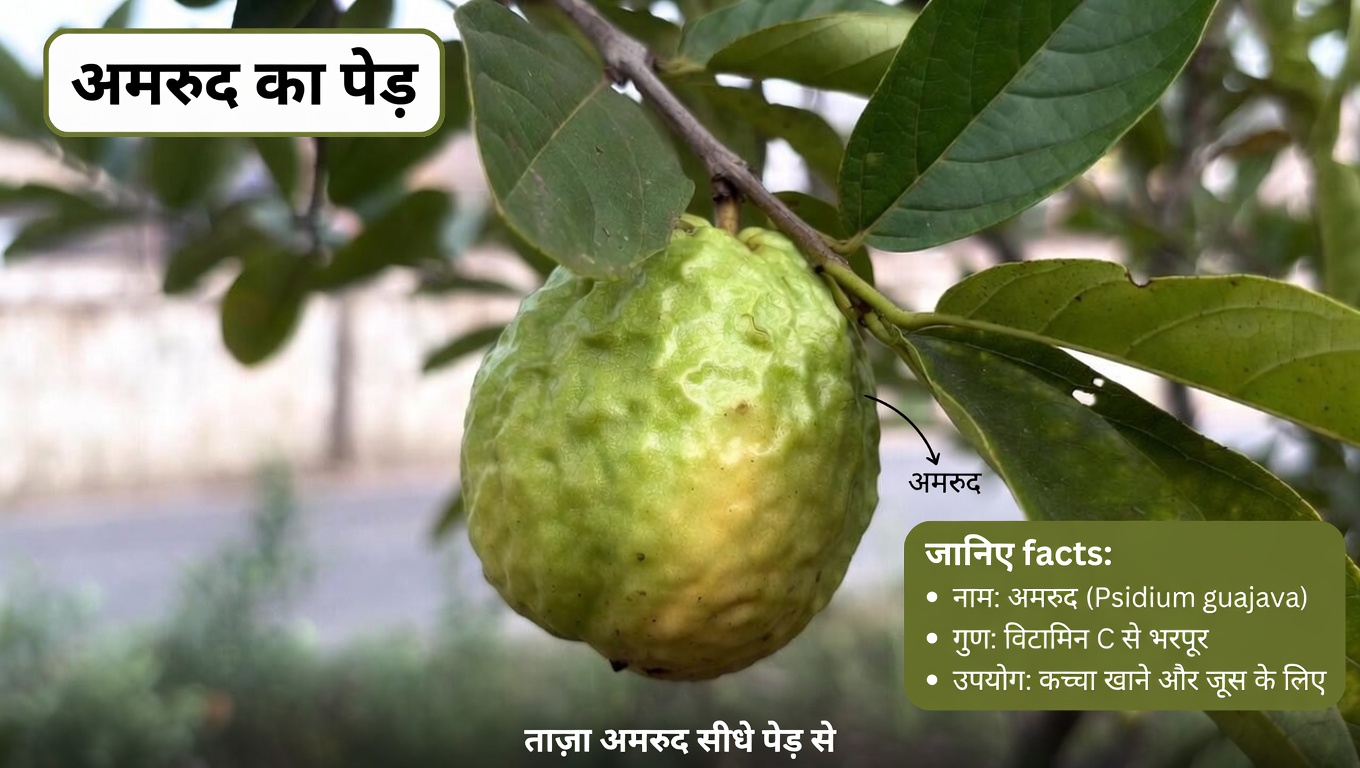 अमरूद के साथ आँखों के स्वास्थ्य को सहारा देने के प्राकृतिक तरीकों की खोज: रोज़मर्रा की आदतों के लिए एक मार्गदर्शिका