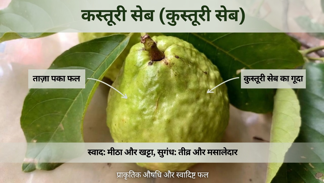 अमरूद के साथ आँखों के स्वास्थ्य को सहारा देने के प्राकृतिक तरीकों की खोज: रोज़मर्रा की आदतों के लिए एक मार्गदर्शिका