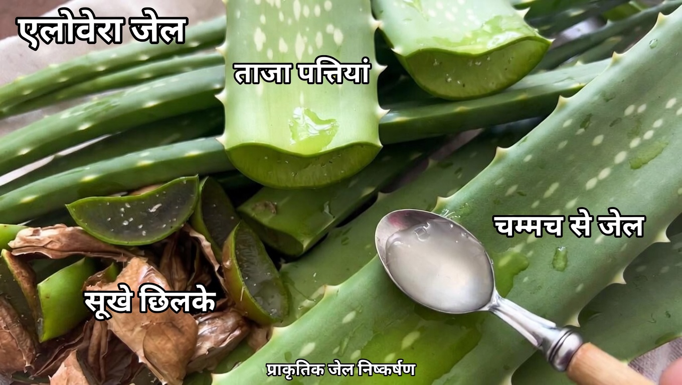 त्वचा और स्वास्थ्य के लिए लोग एलोवेरा का रोज़मर्रा में किन-किन तरीकों से उपयोग करते हैं?