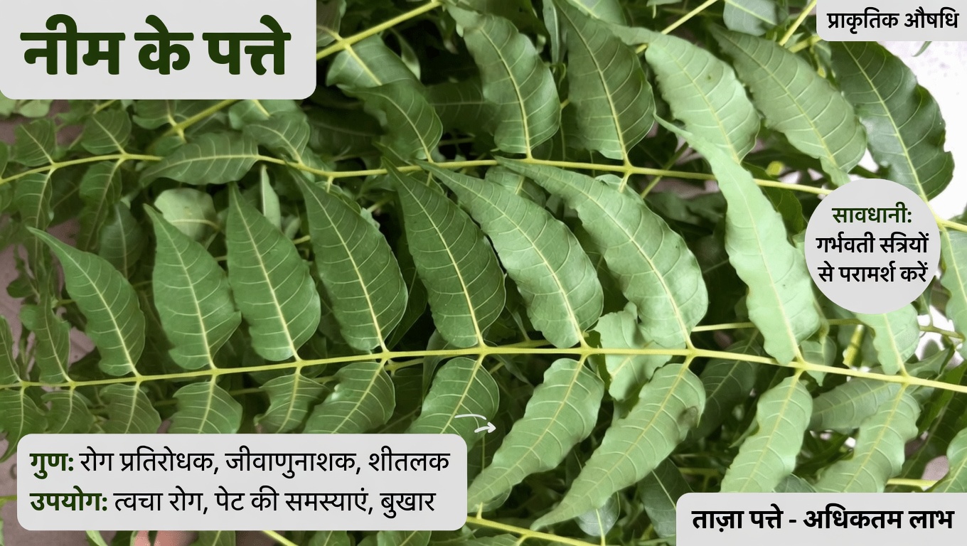 नीम की पत्तियां: पारंपरिक उपयोगों और संभावित स्वास्थ्य सहयोग की खोज