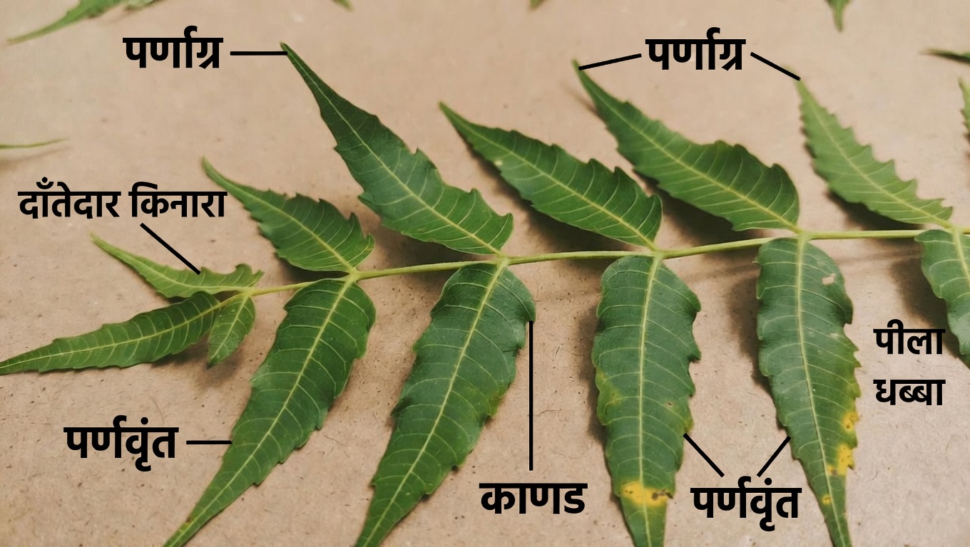 नीम की पत्तियां: पारंपरिक उपयोगों और संभावित स्वास्थ्य सहयोग की खोज