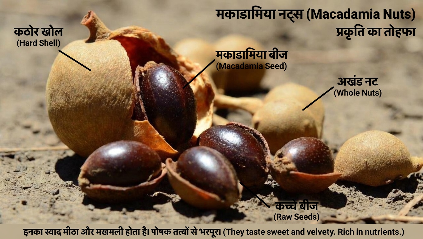 क्या इमली के बीज आपके शरीर को माइक्रोप्लास्टिक से निपटने में मदद कर सकते हैं? शुरुआती शोध क्या दिखा रहा है