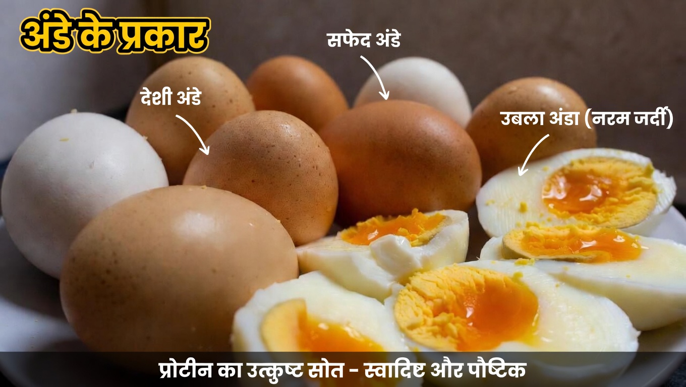 हर सुबह नाश्ते में उबले अंडे खाने के बारे में डॉक्टर और पोषण विशेषज्ञ क्या कहते हैं