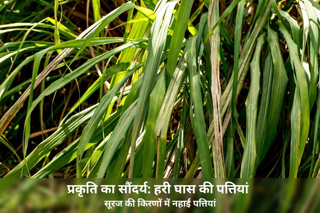 आज रात मच्छरों को रोकें? मेक्सिको के कई घर 5 बगीचे के पौधों को भूल रहे हैं