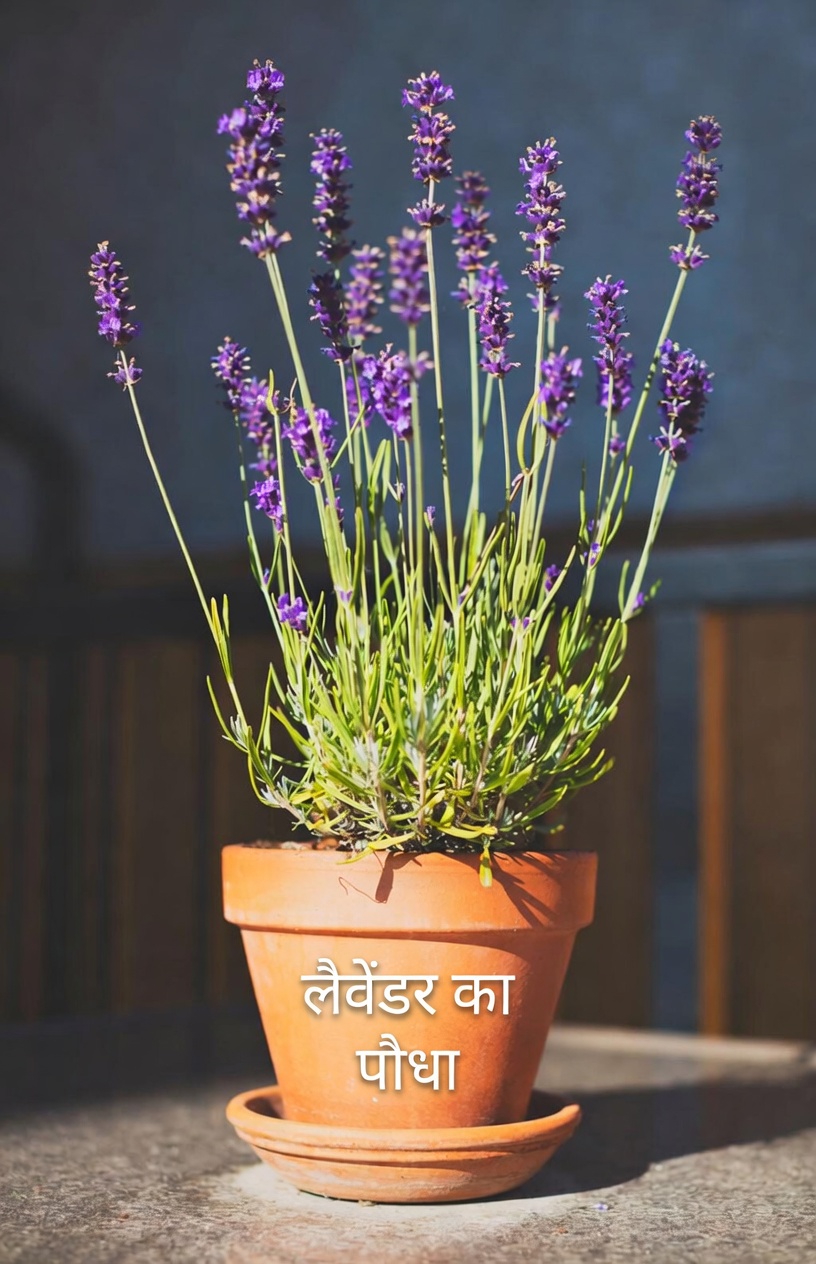 आज रात मच्छरों को रोकें? मेक्सिको के कई घर 5 बगीचे के पौधों को भूल रहे हैं