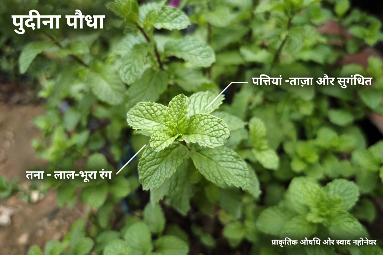 आज रात मच्छरों को रोकें? मेक्सिको के कई घर 5 बगीचे के पौधों को भूल रहे हैं