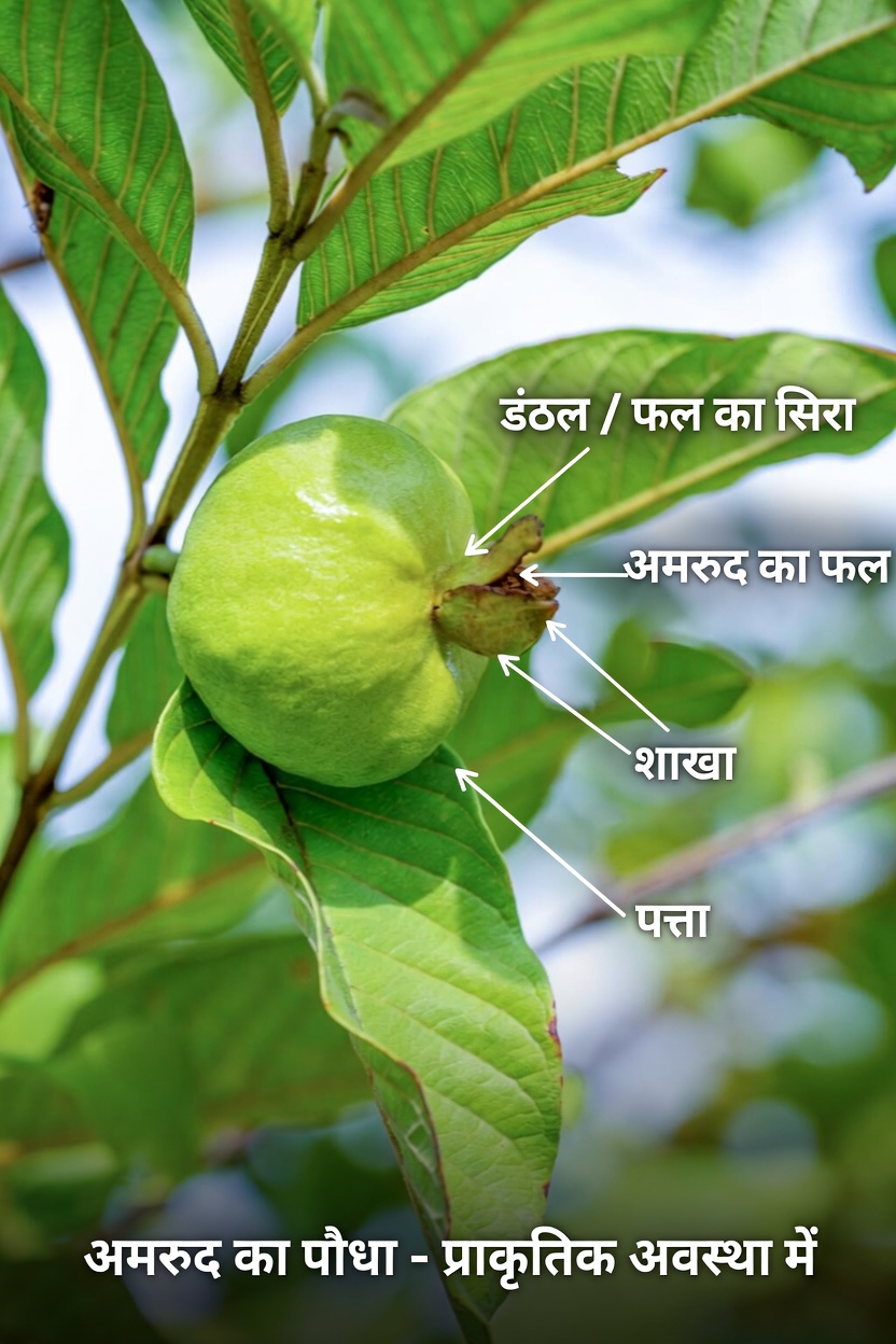 क्या यह रोज़मर्रा का फल उम्र बढ़ने के साथ आपकी आँखों की रक्षा करने में मदद कर सकता है