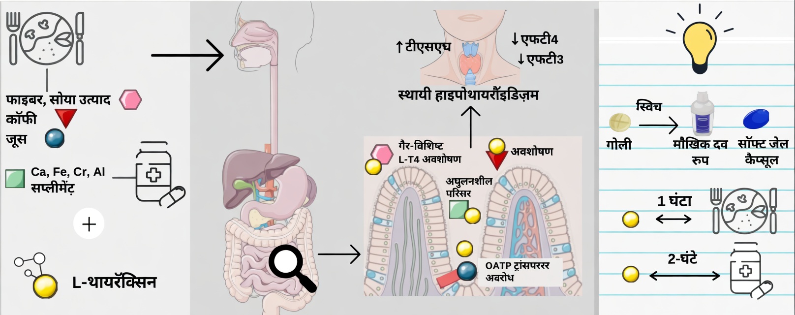 क्या आप हर सुबह लेवोथायरॉक्सिन गलत तरीके से ले रहे हैं? कई मरीज़ जिन आदतों को नज़रअंदाज़ कर देते हैं