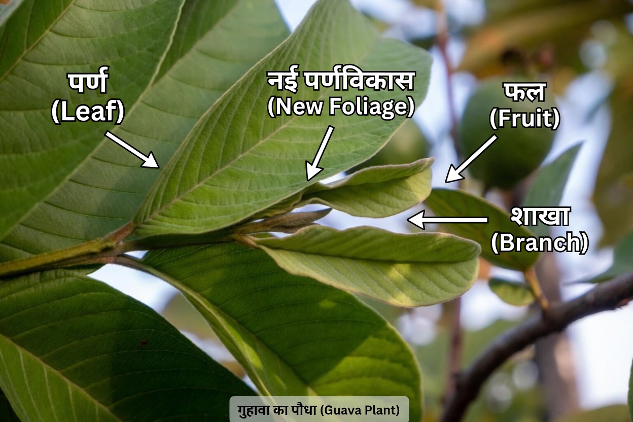 क्या अमरूद के पत्ते दाँतों की देखभाल में सहायक हो सकते हैं? मेक्सिको के बुजुर्गों को जानने चाहिए 3 पारंपरिक तरीके