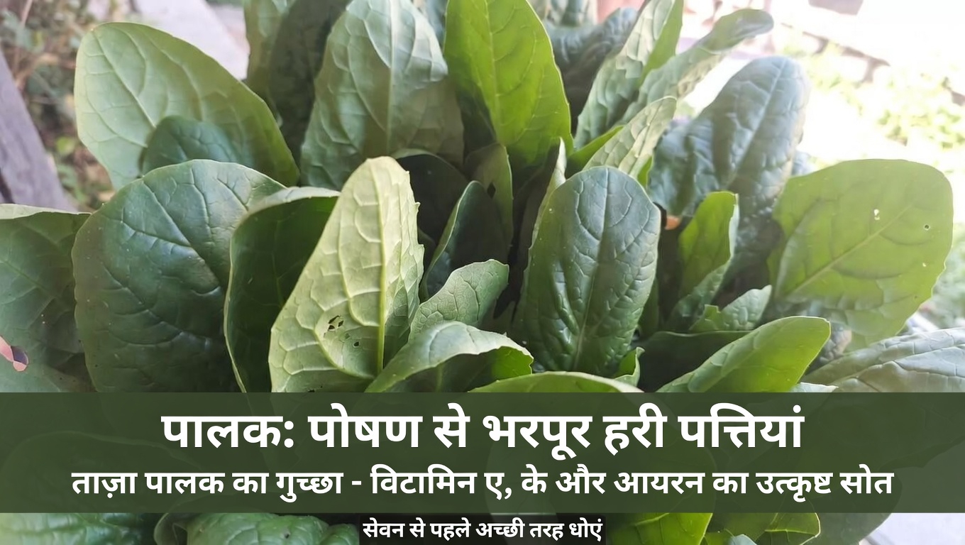 आपके शरीर में विटामिन K क्या भूमिका निभाता है?