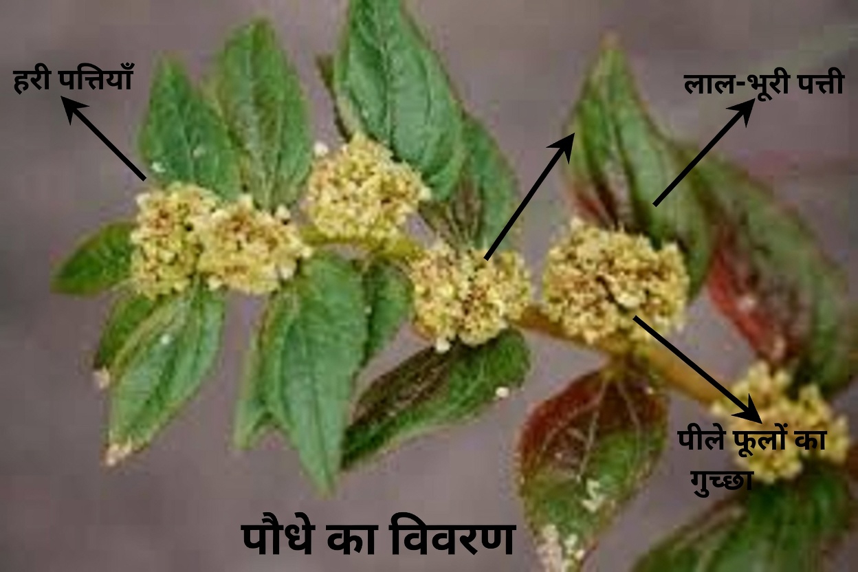 क्या यह आम खरपतवार रोज़मर्रा की आँखों के आराम का समर्थन कर सकती है? यूफोर्बिया हिर्टा की पारंपरिक भूमिका की पड़ताल