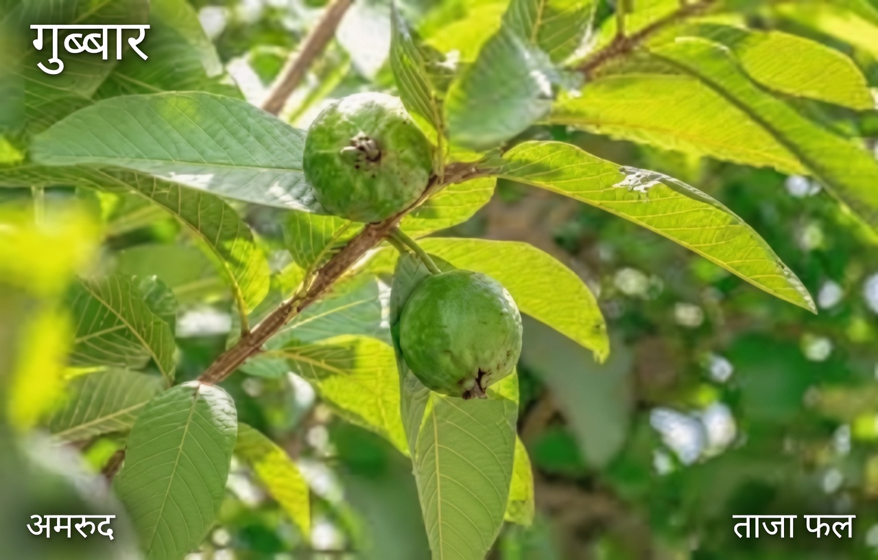 अमरूद के पत्तों से दाँतों की सड़न का इलाज करने के शीर्ष 3 तरीके – सरल और किफायती
