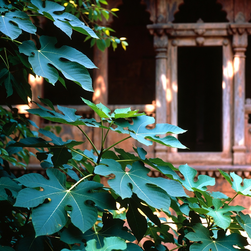 अंजीर के पत्तों की शक्ति: इन पत्तों में छिपे फायदे