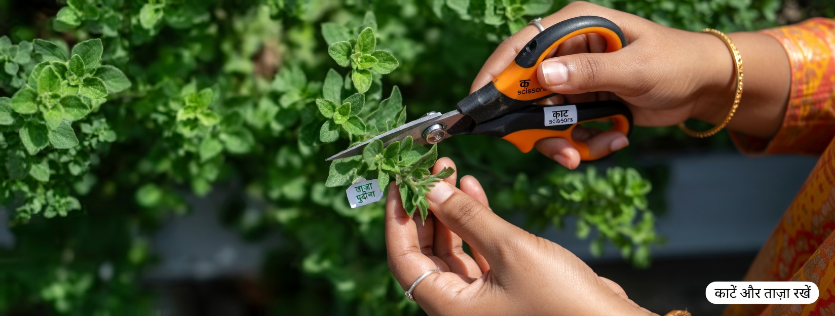 जानिए चौंकाने वाले तरीके जिनसे ओरिगैनो आपकी रोज़मर्रा की सेहतमंद दिनचर्या को सहारा दे सकता है