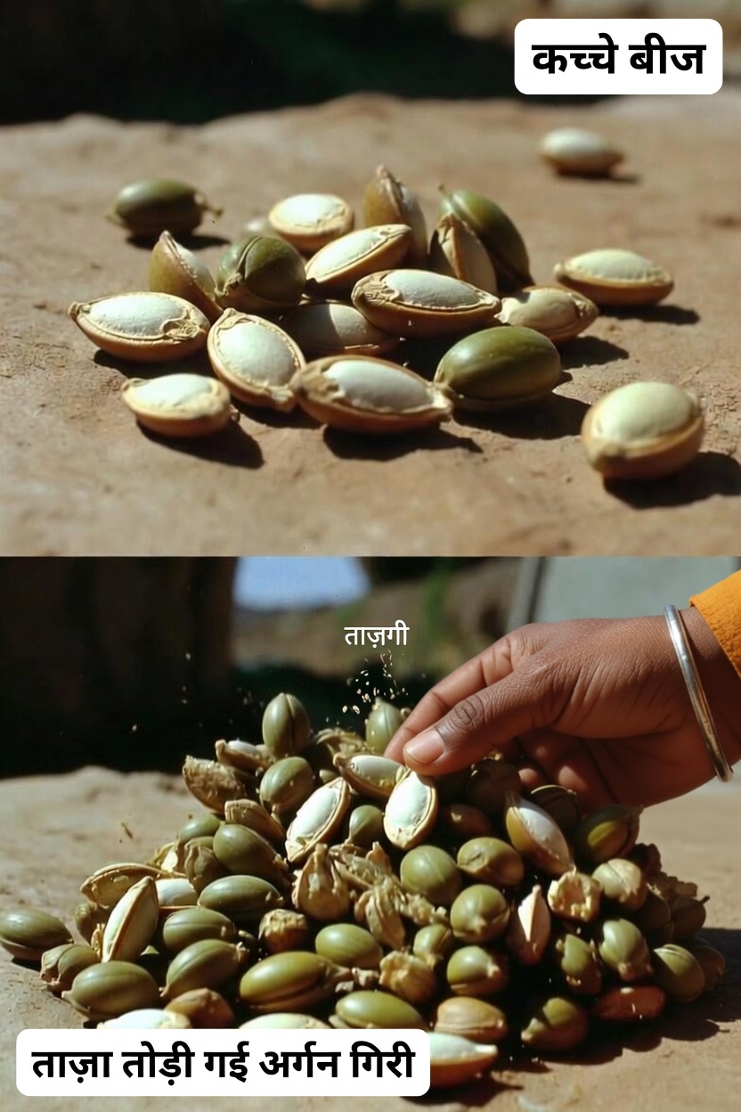 मोरिंगा के बीज आपके समग्र स्वास्थ्य को सहारा देने के 12 चौंकाने वाले तरीके (उभरते शोध द्वारा समर्थित)