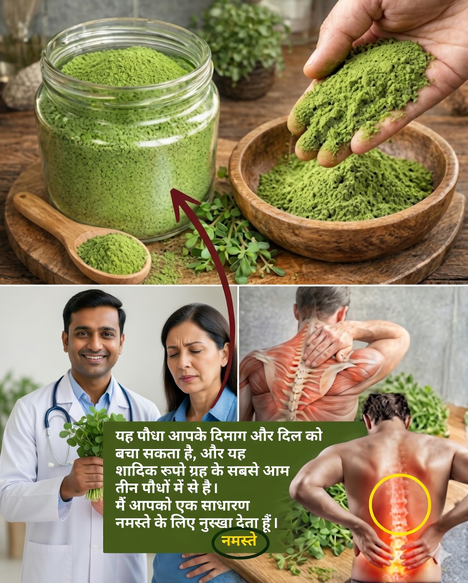 कुलफा: लाभ, गुण और इस पोषक तत्वों से भरपूर प्राकृतिक पौधे का सेवन कैसे करें 🌿