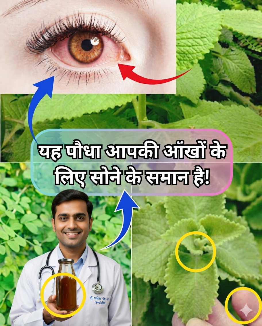 आंखों के स्वास्थ्य के लिए ओरिगैन ओरेहोन: फायदे, प्राकृतिक उपचार और उपयोग का तरीका 🌿👁️