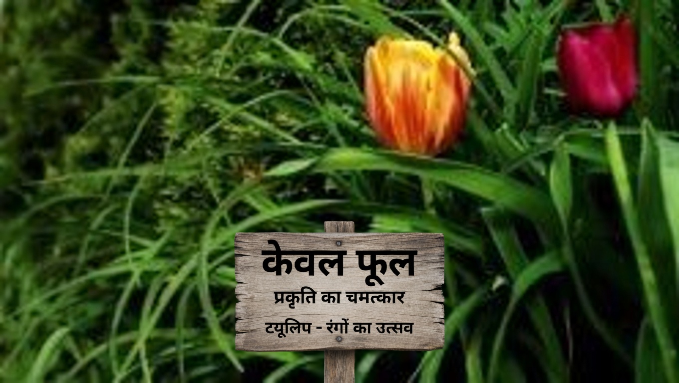 एजरेटम कोनाइज़ोइड्स (बिलीगोट वीड): 15 अविश्वसनीय फायदे और इसका उपयोग कैसे करें