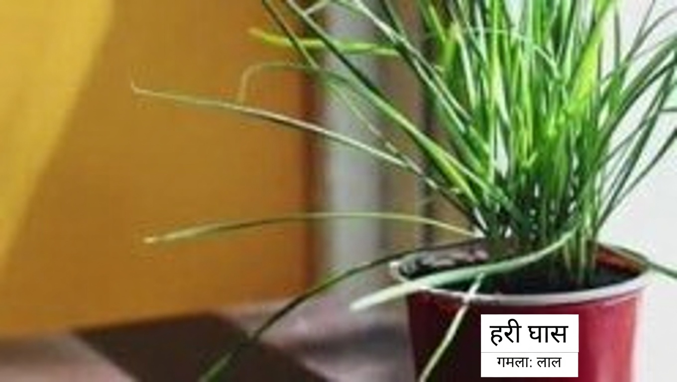 एजरेटम कोनाइज़ोइड्स (बिलीगोट वीड): 15 अविश्वसनीय फायदे और इसका उपयोग कैसे करें