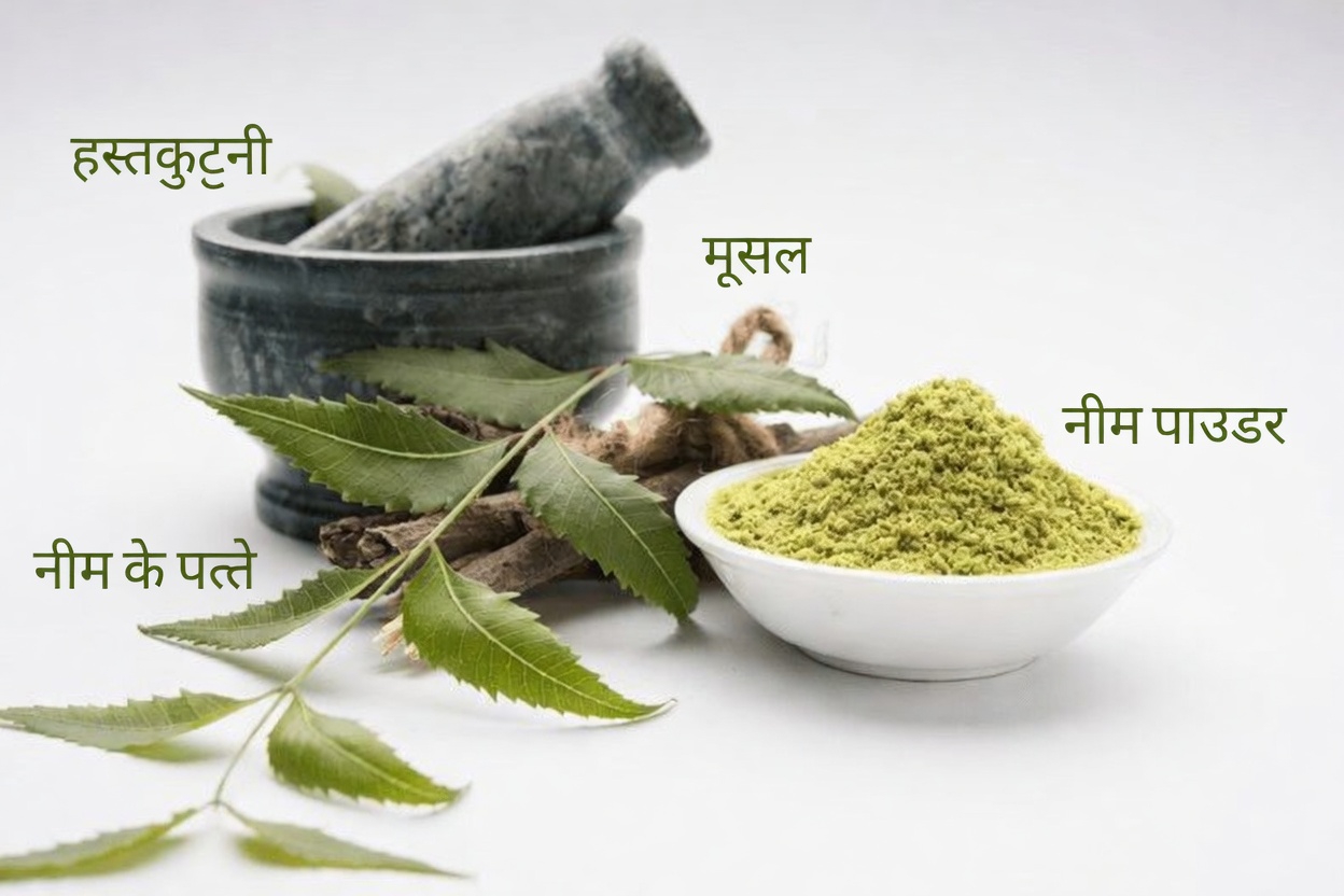 वह कम-ज्ञात एशियाई पत्ता जो प्राकृतिक स्वास्थ्य जगत में चुपचाप लोगों का ध्यान खींच रहा है