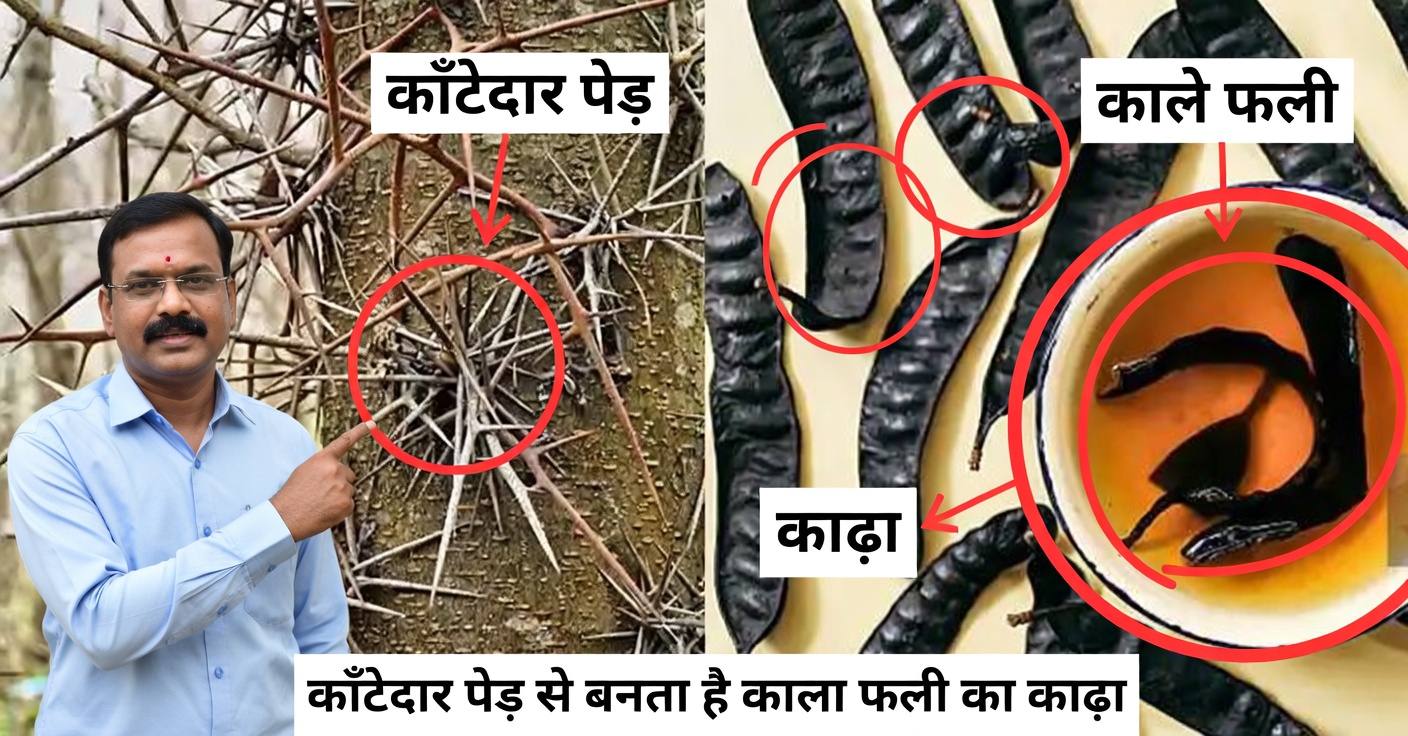 हनी लोकस्ट पेड़ की छिपी हुई शक्ति: लाभ और घरेलू उपयोग