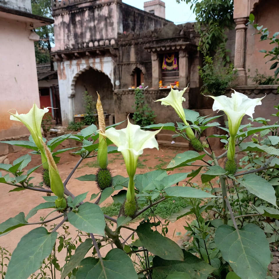 अपने बगीचे और आसपास धतूरा के पौधों की सुरक्षित पहचान कैसे करें: आवश्यक सुझाव और आदतों की मार्गदर्शिका