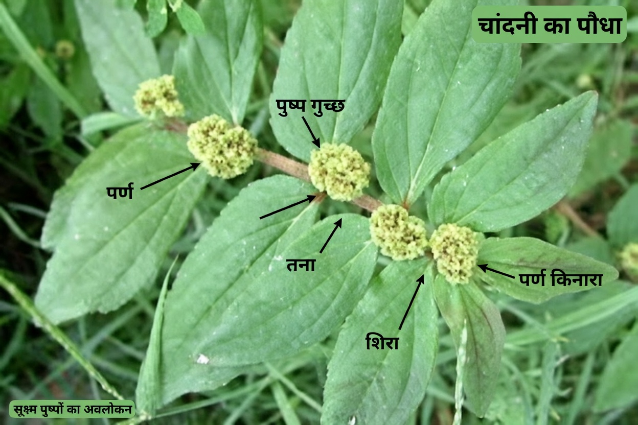 फेफड़ों के स्वास्थ्य को प्राकृतिक रूप से सहारा देने के लिए एक आम बगीचे की जड़ी-बूटी की छिपी हुई शक्ति को खोलें