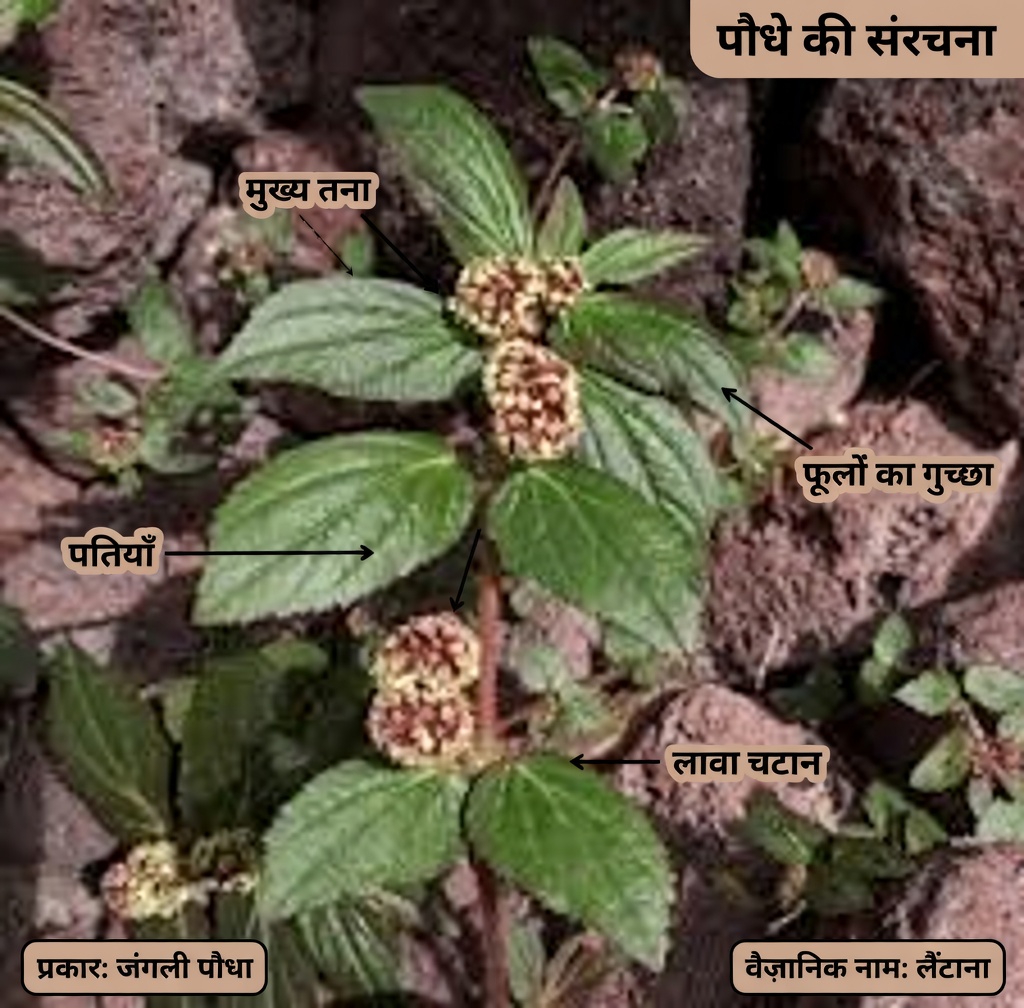 फेफड़ों के स्वास्थ्य को प्राकृतिक रूप से सहारा देने के लिए एक आम बगीचे की जड़ी-बूटी की छिपी हुई शक्ति को खोलें