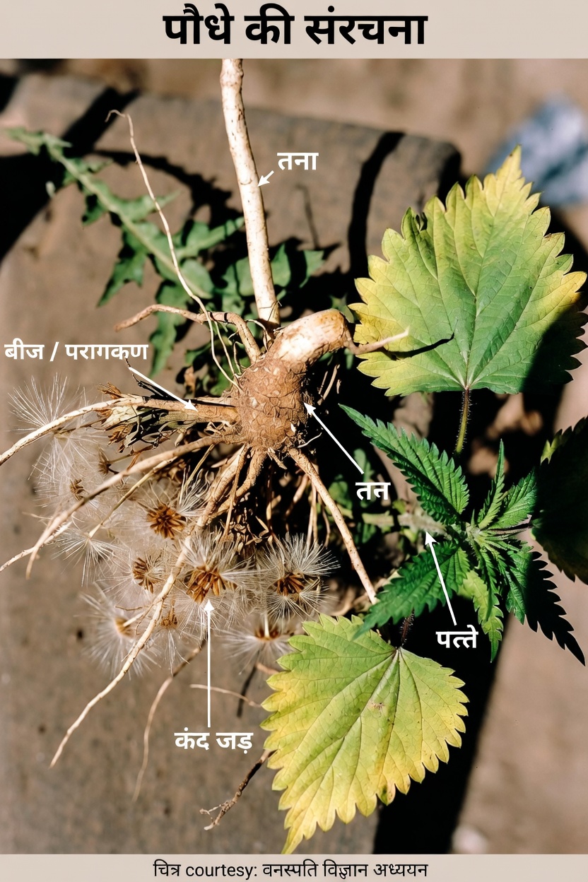 5 प्राकृतिक जड़ी-बूटियाँ जानें जो किडनी की डिटॉक्स और सफाई प्रक्रियाओं को समर्थन देने में मदद कर सकती हैं