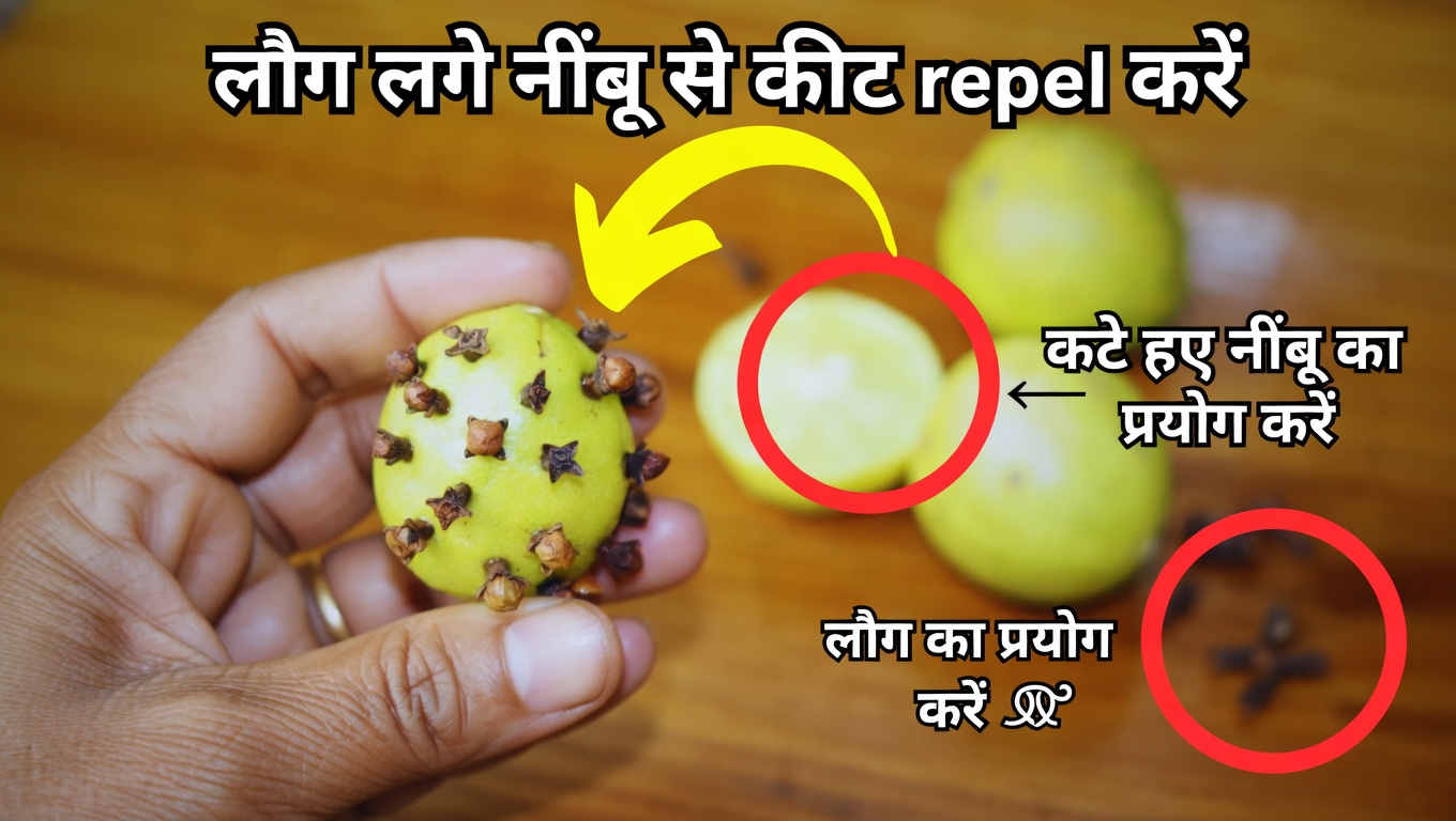 घर पर स्वास्थ्य के लिए एक प्राकृतिक संयोजन खोजें