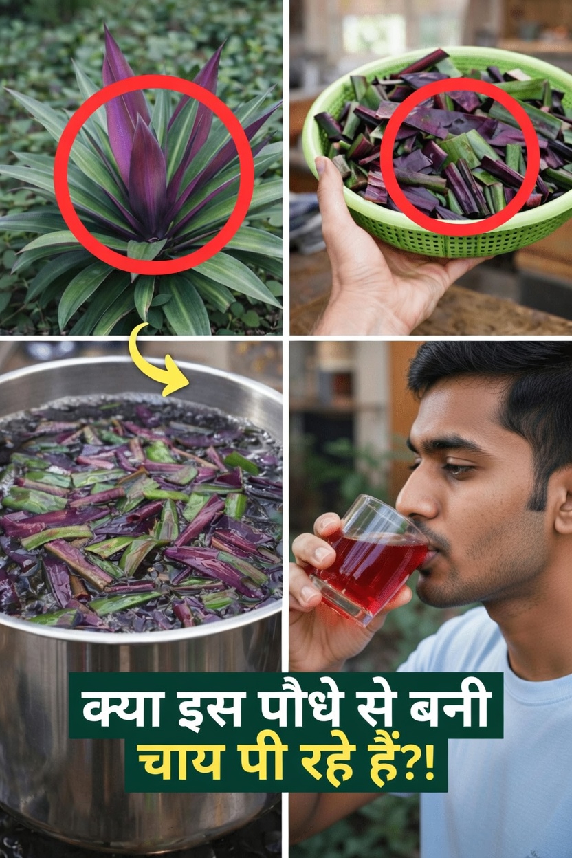 समग्र स्वास्थ्य और स्फूर्ति का समर्थन करने के लिए अपनी रोजमर्रा की आदतों में मोसेस-इन-द-क्रैडल पौधे का उपयोग कैसे करें, जानें