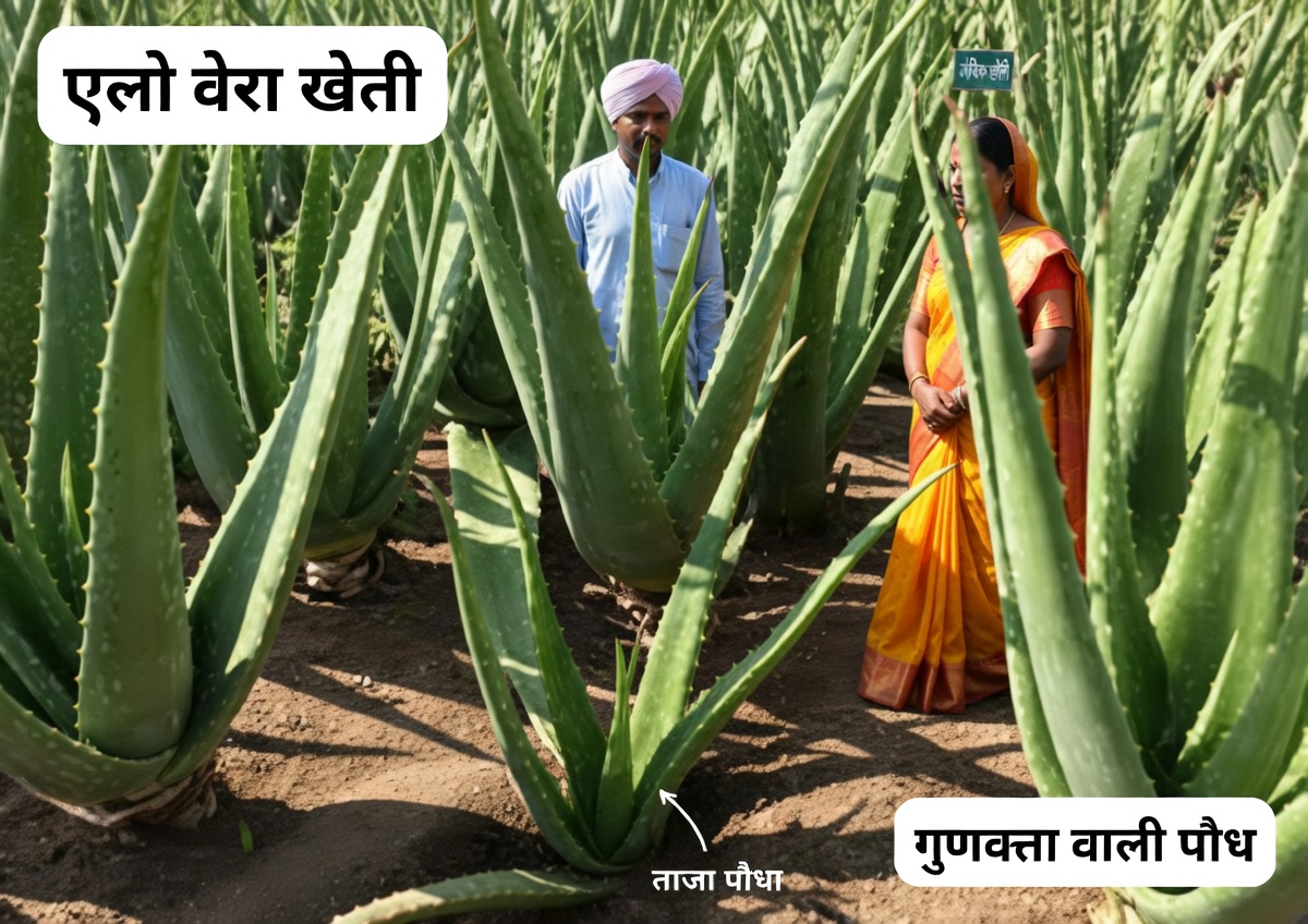 वह सरल दैनिक पेय आदत जानें जो उम्र बढ़ने के साथ आपकी दृष्टि को अधिक तेज बनाए रखने में सहायक हो सकती है – यहाँ तक कि 90 के बाद भी