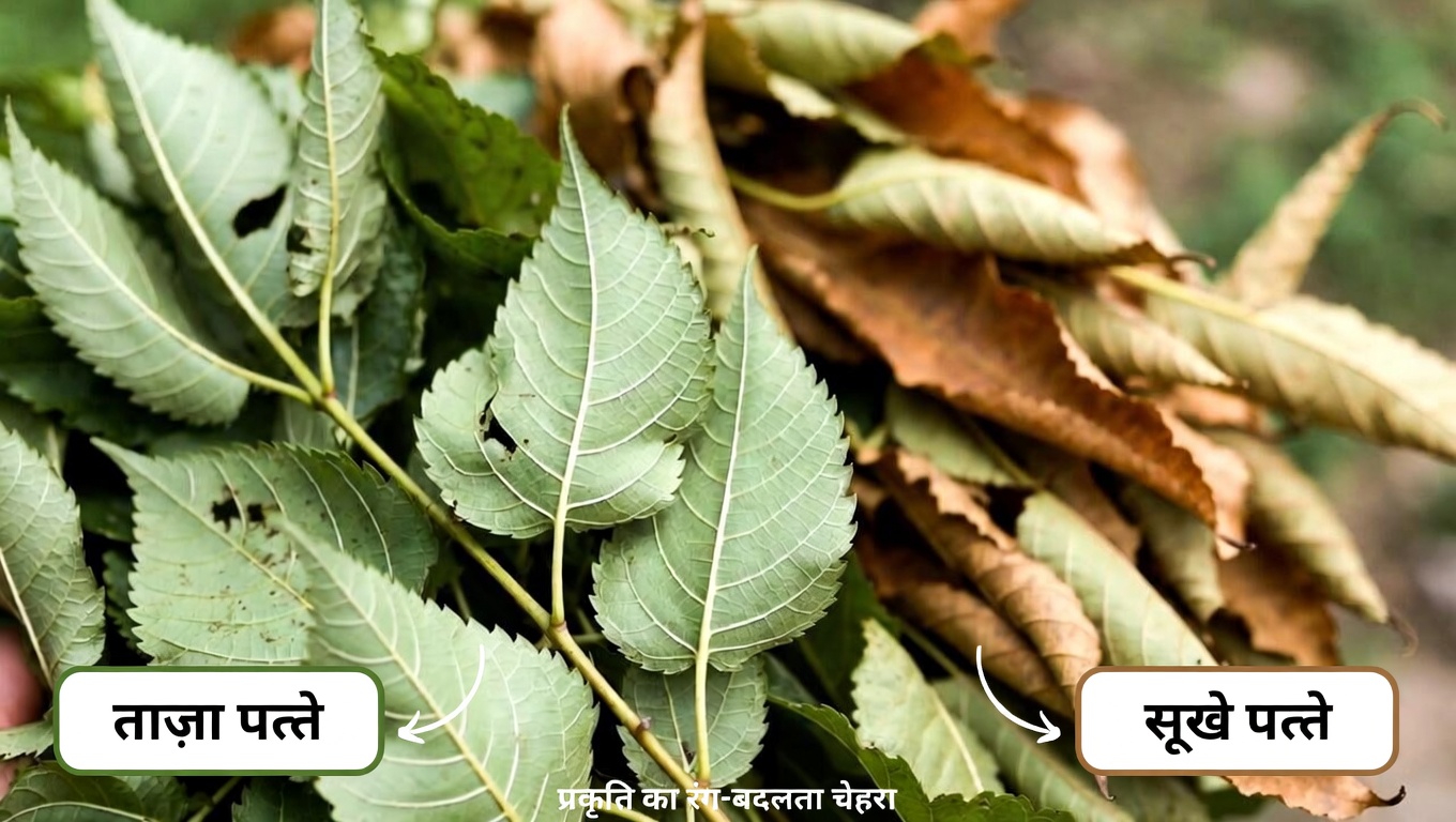 शहतूत के पत्तों को खास क्या बनाता है?