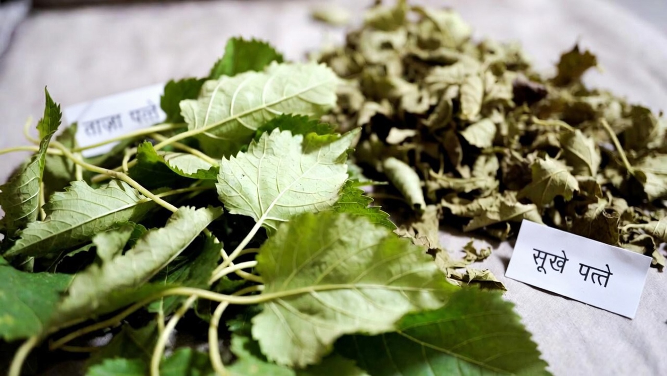 शहतूत के पत्तों को खास क्या बनाता है?