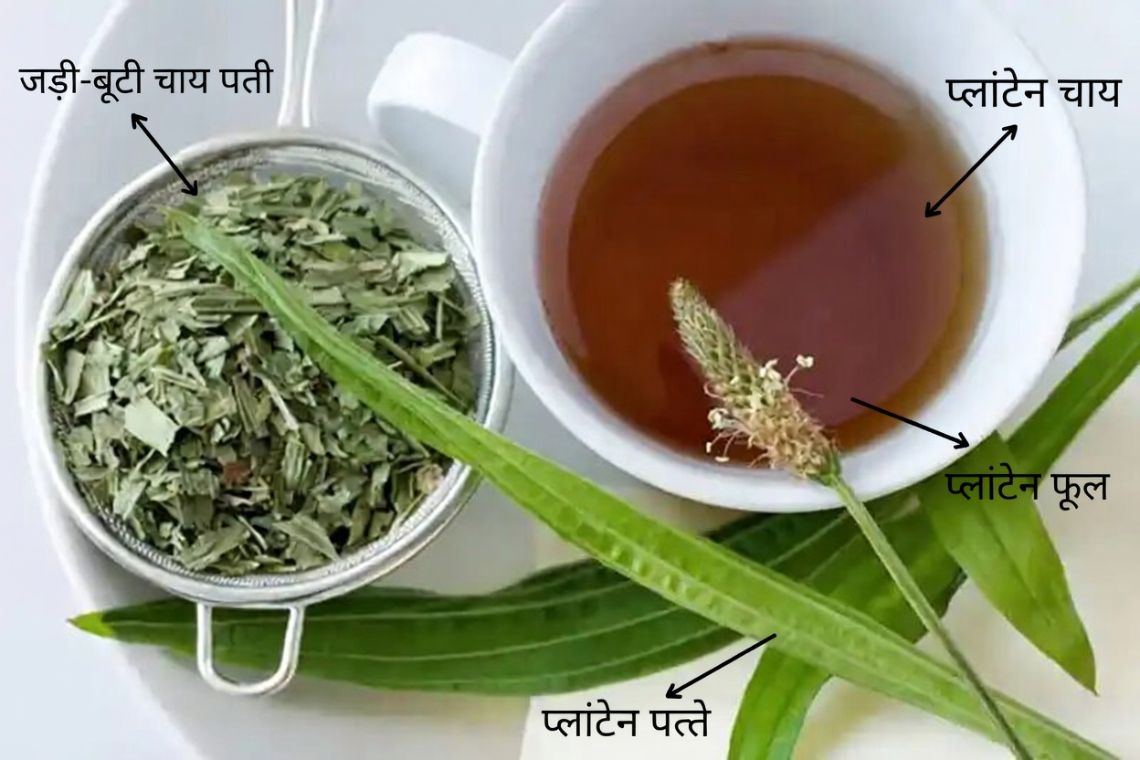 प्लांटैगो लैंसिओलाटा: जंगली पौधा जो लगभग हर चीज़ को ठीक कर देता है