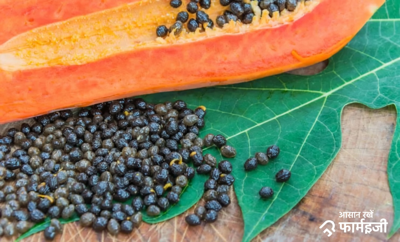 आपके फलों के कटोरे का अनदेखा सुपरफूड: पपीते के बीजों के 14 अद्भुत फायदे जो आपकी रोज़मर्रा की सेहत को बदल सकते हैं