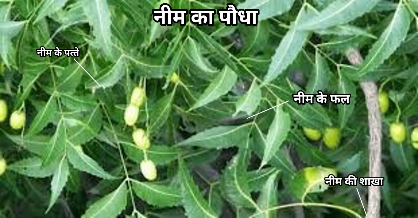 वह एक कड़वा पत्ता जो 60 से अधिक उम्र के अमेरिकियों के लिए दवाई के डिब्बों को चुपचाप अप्रासंगिक बना रहा है