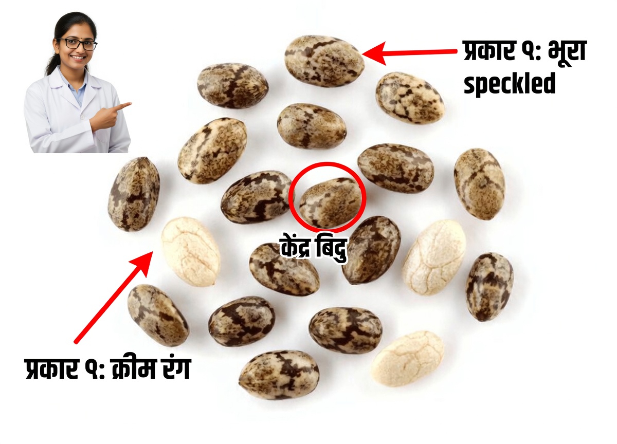 तीन छोटे बीजों की छिपी शक्ति: जापान के दीर्घायु रहस्य 60 के बाद आपकी दृष्टि को कैसे बचा सकते हैं