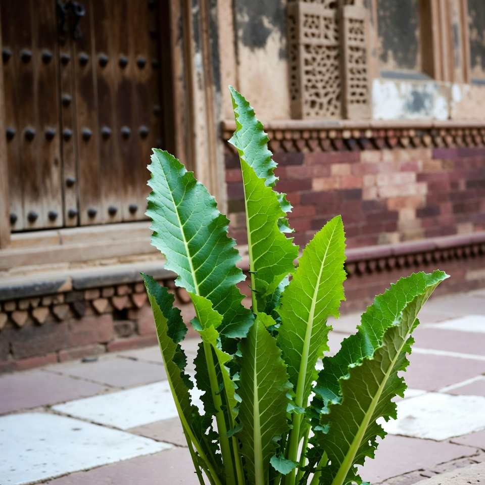 हॉर्सरैडिश की पत्तियों के उल्लेखनीय लाभ: आपकी सेहत और पाक रचनात्मकता के लिए मार्गदर्शिका