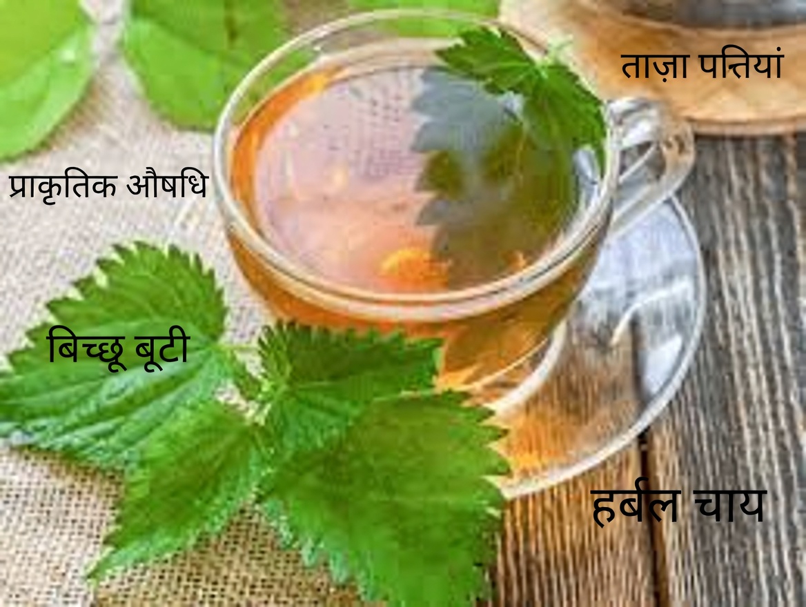 मूत्र संबंधी आराम के लिए बिच्छू बूटी की जड़: सुरक्षित उपयोग और दैनिक आदतों के लिए एक व्यावहारिक मार्गदर्शिका