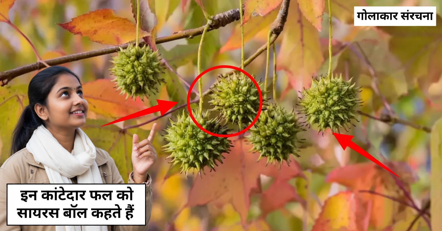 अमेरिकन स्वीटगम (लिक्विडैम्बर स्टाइरैसिफ्लूआ): स्वास्थ्य लाभ और घर पर इसका उपयोग करने के आसान तरीके