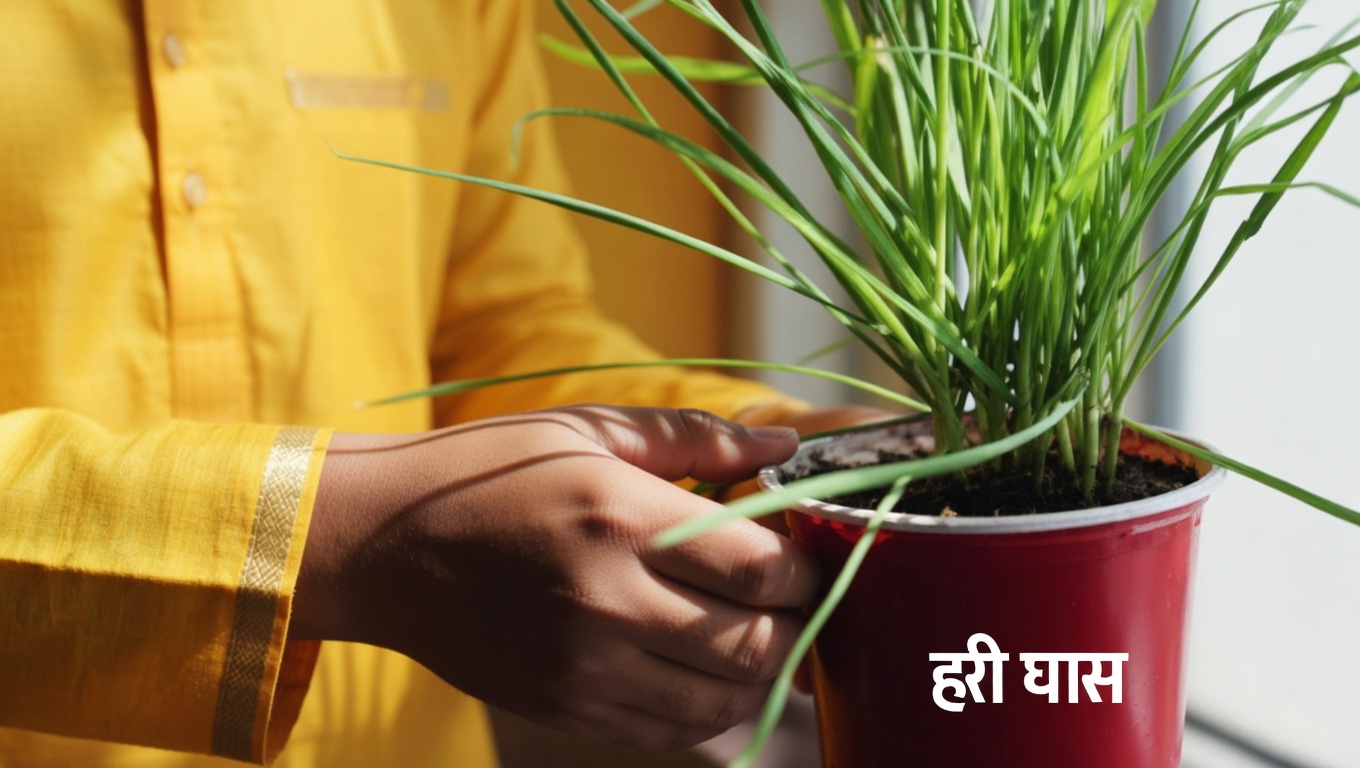 अमेरिकन स्वीटगम (लिक्विडैम्बर स्टाइरैसिफ्लूआ): स्वास्थ्य लाभ और घर पर इसका उपयोग करने के आसान तरीके