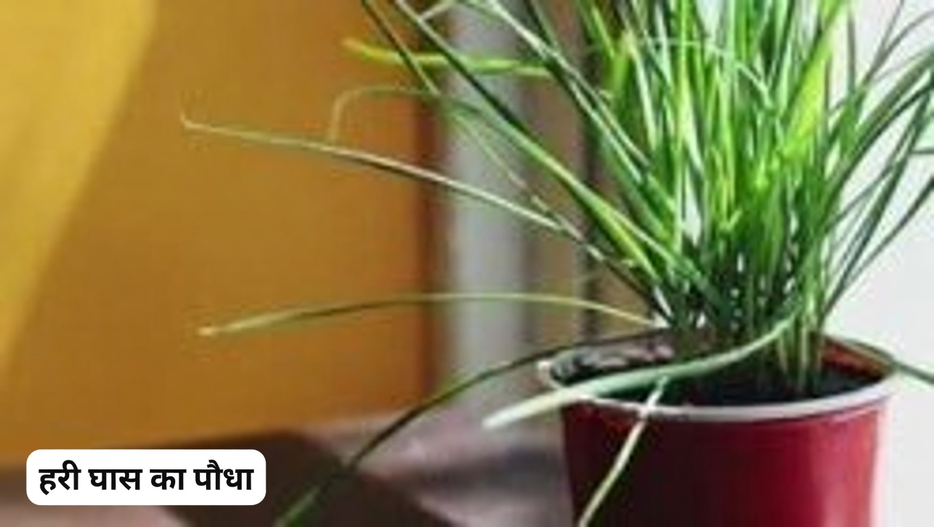 कान के स्वास्थ्य के लिए लहसुन: प्राकृतिक राहत और सुरक्षा