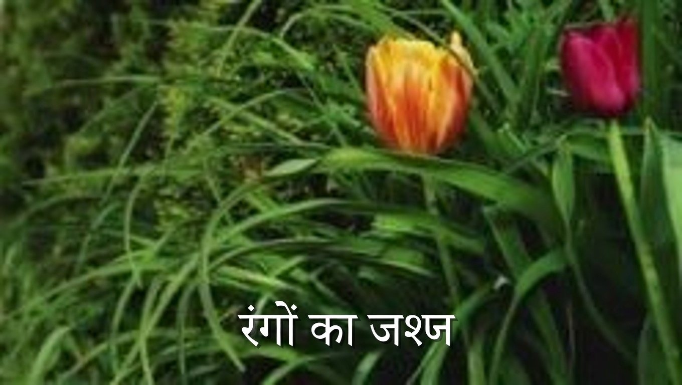 ब्लूबेरी की पत्तियों की छिपी शक्ति