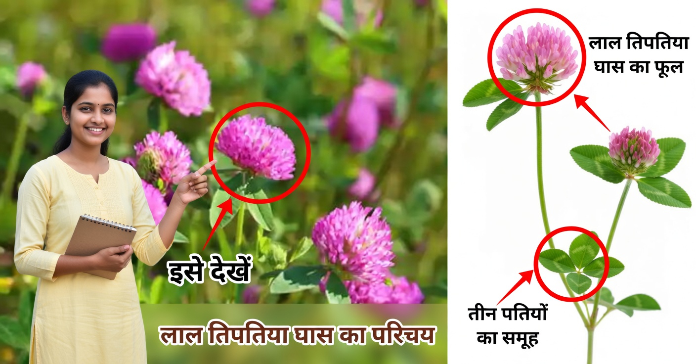 रेड क्लोवर: 15 अद्भुत लाभ और इस औषधीय जड़ी-बूटी का उपयोग कैसे करें